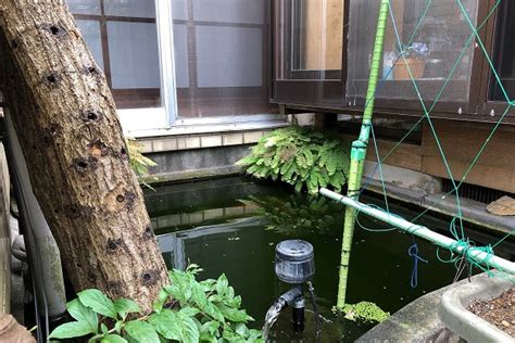 風水 池|庭に池を作ると怖い？風水的な注意点とデメリットを解説